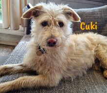 CUKI, Hund, Mischlingshund in Spanien