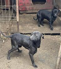 COBI, Hund, Mischlingshund in Rumänien - Bild 2
