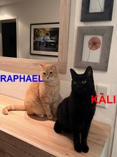 KALI, Katze, Europäisch Kurzhaar-Mix in Göttingen - Bild 1