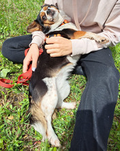 BIANCA, Hund, Mischlingshund in Kroatien - Bild 5