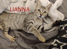 LIANNA, Katze, Europäisch Kurzhaar-Mix in Wennigsen