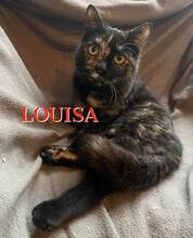 LOUISA, Katze, Europäisch Kurzhaar-Mix in Halle