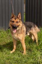 LORD, Hund, Mischlingshund in Slowakische Republik - Bild 10