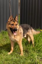 LORD, Hund, Mischlingshund in Slowakische Republik - Bild 13