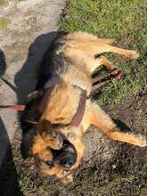 LORD, Hund, Mischlingshund in Slowakische Republik - Bild 3