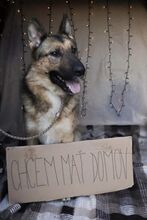 LORD, Hund, Mischlingshund in Slowakische Republik - Bild 8