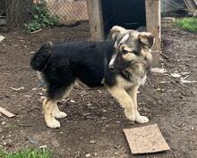 PEPPER, Hund, Mischlingshund in Bulgarien - Bild 10