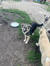 PEPPER, Hund, Mischlingshund in Bulgarien - Bild 11