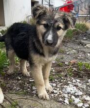 PEPPER, Hund, Mischlingshund in Bulgarien - Bild 13