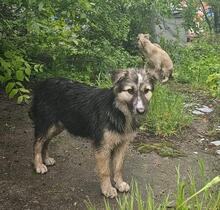 PEPPER, Hund, Mischlingshund in Bulgarien - Bild 14
