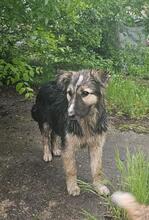PEPPER, Hund, Mischlingshund in Bulgarien - Bild 15