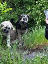PEPPER, Hund, Mischlingshund in Bulgarien - Bild 16