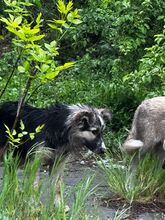 PEPPER, Hund, Mischlingshund in Bulgarien - Bild 17