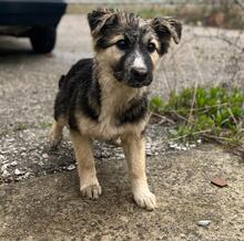 PEPPER, Hund, Mischlingshund in Bulgarien - Bild 19