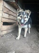 PEPPER, Hund, Mischlingshund in Bulgarien - Bild 2