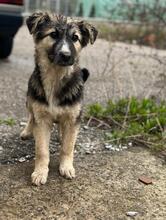 PEPPER, Hund, Mischlingshund in Bulgarien - Bild 20