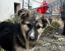 PEPPER, Hund, Mischlingshund in Bulgarien - Bild 22