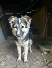 PEPPER, Hund, Mischlingshund in Bulgarien - Bild 3