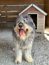 BOOMER, Hund, Mischlingshund in Rumänien - Bild 1