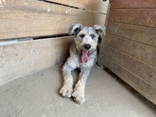 BOOMER, Hund, Mischlingshund in Rumänien - Bild 10