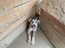 BOOMER, Hund, Mischlingshund in Rumänien - Bild 11