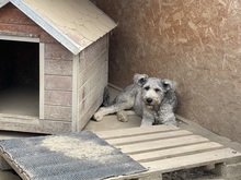 BOOMER, Hund, Mischlingshund in Rumänien - Bild 12