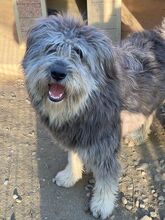BOOMER, Hund, Mischlingshund in Rumänien - Bild 13