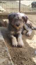 BOOMER, Hund, Mischlingshund in Rumänien - Bild 14
