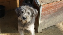 BOOMER, Hund, Mischlingshund in Rumänien - Bild 15