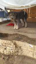 BOOMER, Hund, Mischlingshund in Rumänien - Bild 16