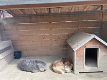 BOOMER, Hund, Mischlingshund in Rumänien - Bild 19