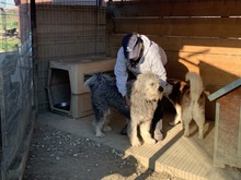 BOOMER, Hund, Mischlingshund in Rumänien - Bild 20