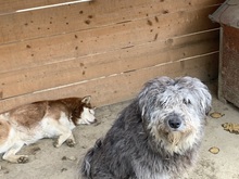BOOMER, Hund, Mischlingshund in Rumänien - Bild 21