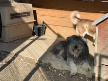 BOOMER, Hund, Mischlingshund in Rumänien - Bild 22