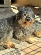 BOOMER, Hund, Mischlingshund in Rumänien - Bild 3