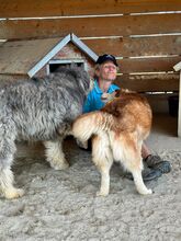 BOOMER, Hund, Mischlingshund in Rumänien - Bild 4