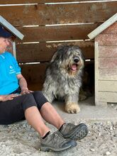 BOOMER, Hund, Mischlingshund in Rumänien - Bild 5