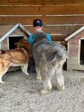 BOOMER, Hund, Mischlingshund in Rumänien - Bild 6