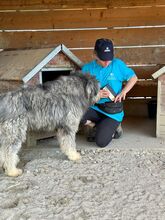 BOOMER, Hund, Mischlingshund in Rumänien - Bild 7