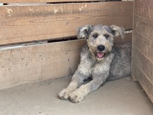 BOOMER, Hund, Mischlingshund in Rumänien - Bild 9