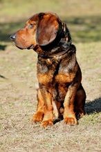 HACHIKO, Hund, Mischlingshund in Slowakische Republik - Bild 2