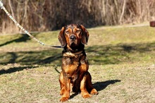 HACHIKO, Hund, Mischlingshund in Slowakische Republik - Bild 3
