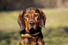 HACHIKO, Hund, Mischlingshund in Slowakische Republik - Bild 4