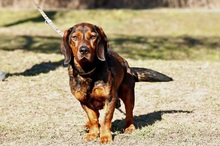 HACHIKO, Hund, Mischlingshund in Slowakische Republik - Bild 5