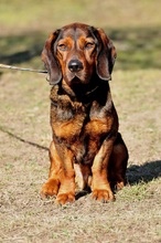 HACHIKO, Hund, Mischlingshund in Slowakische Republik - Bild 6