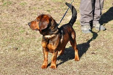 HACHIKO, Hund, Mischlingshund in Slowakische Republik - Bild 8