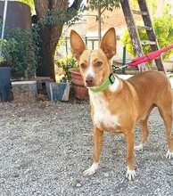 CHARLY, Hund, Podenco-Mix in Spanien - Bild 1