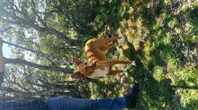 CHARLY, Hund, Podenco-Mix in Spanien - Bild 12