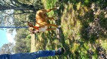 CHARLY, Hund, Podenco-Mix in Spanien - Bild 14