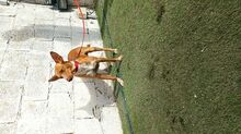 CHARLY, Hund, Podenco-Mix in Spanien - Bild 15